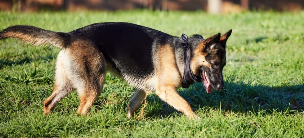 Do German Shepherds Have Skin Issues?