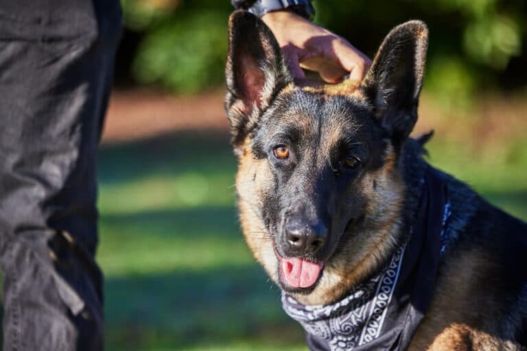 Do German Shepherds Need Clothes?