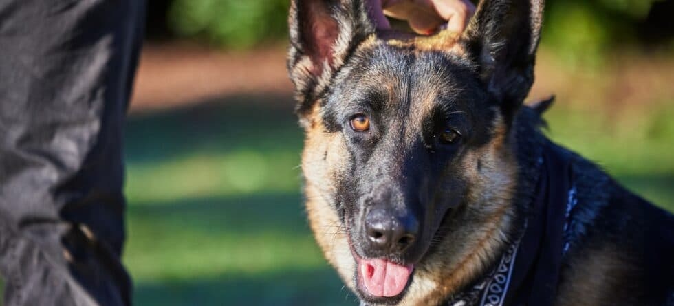 Do German Shepherds Need Clothes?
