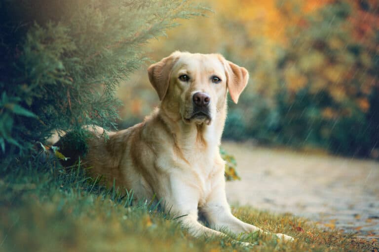 Do Labradors Calm Down With Age?