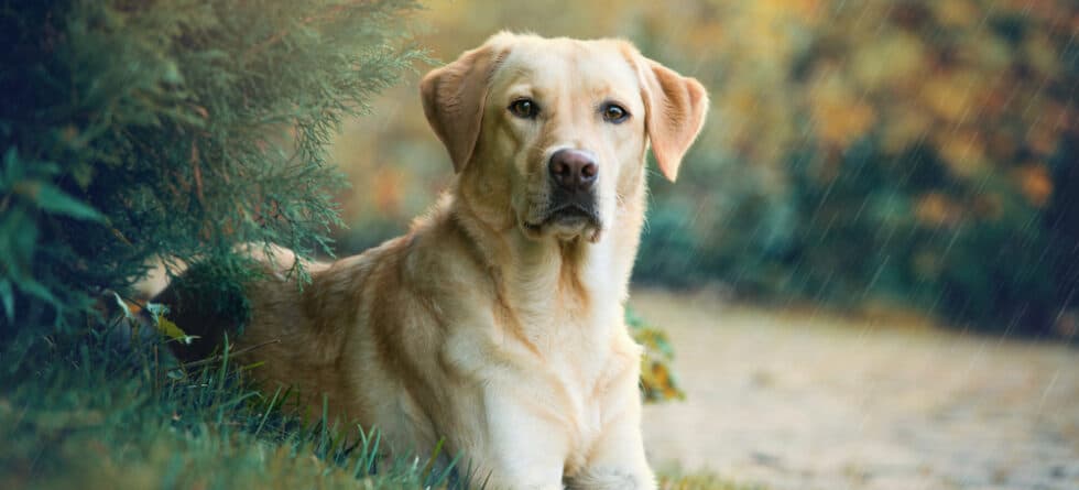 Do Labradors Calm Down With Age?