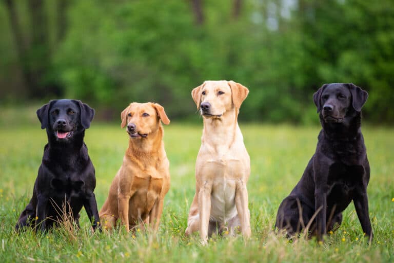Do Labradors Have Separation Anxiety?