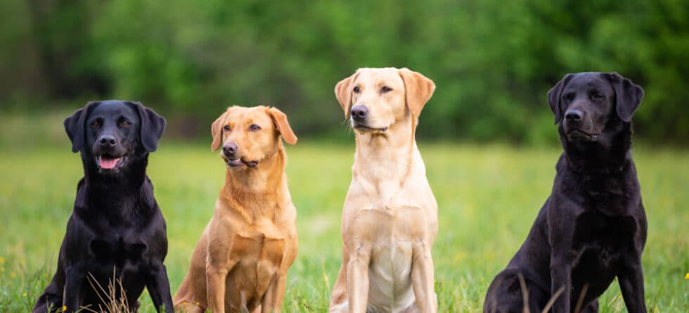 Do Labradors Have Separation Anxiety?