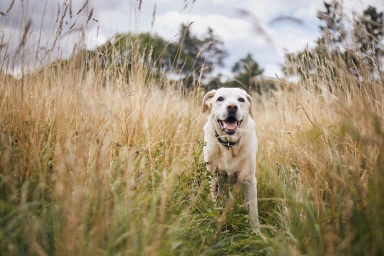 Do Labradors Shed A Lot?