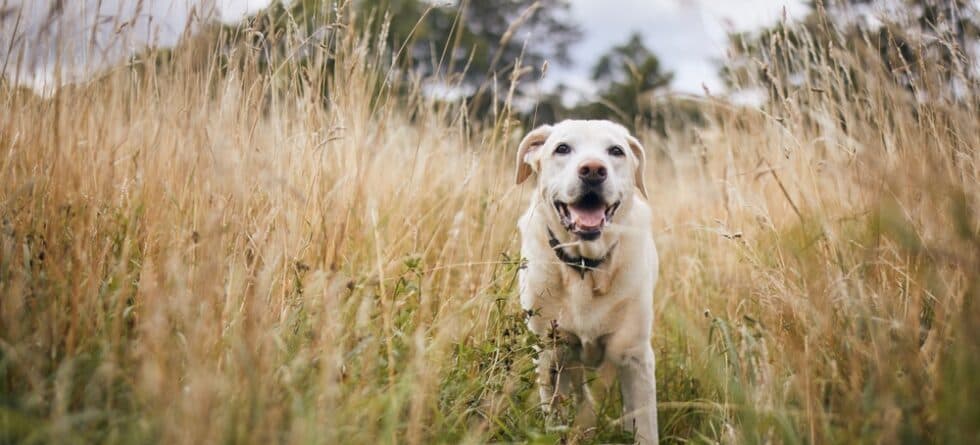 Do Labradors Shed A Lot?