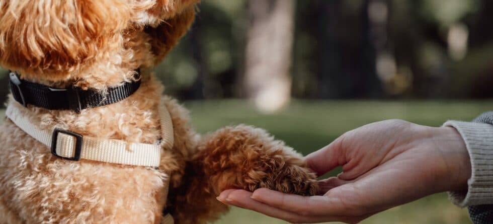 Do Poodles Pick One Person?
