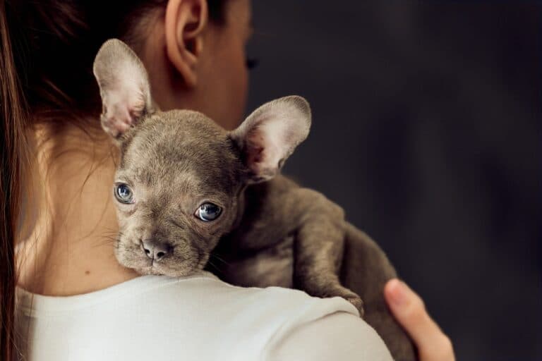 How Do Frenchies Tell You They Love You?