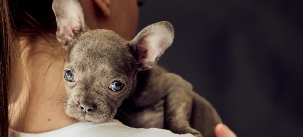 How Do Frenchies Tell You They Love You?