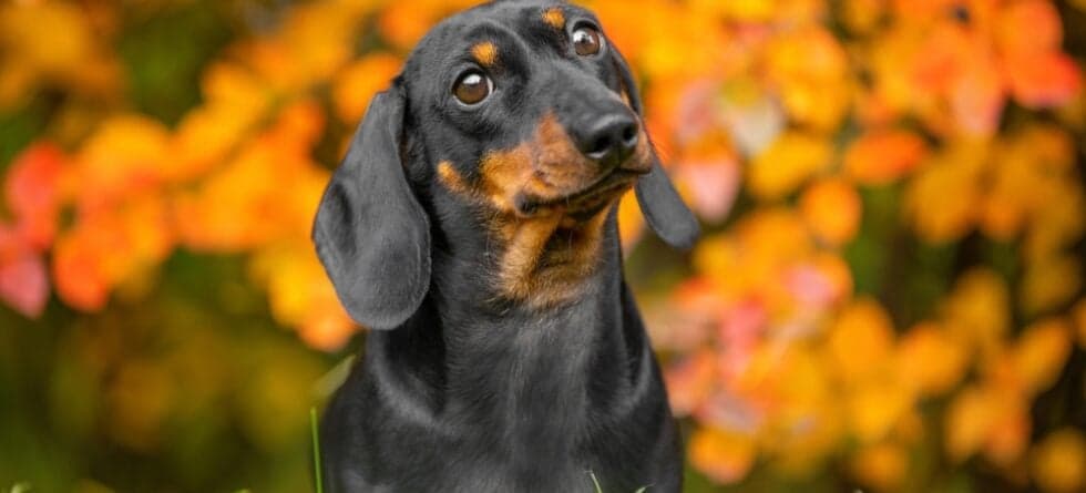 How Do I Get My Dachshund To Sleep Alone?