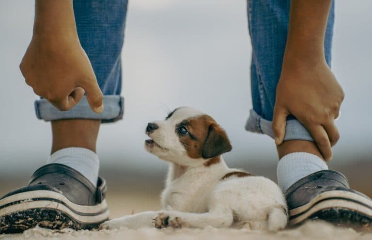 How Do I Know If A Breeder Is Reputable?