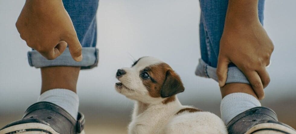 How Do I Know If A Breeder Is Reputable?