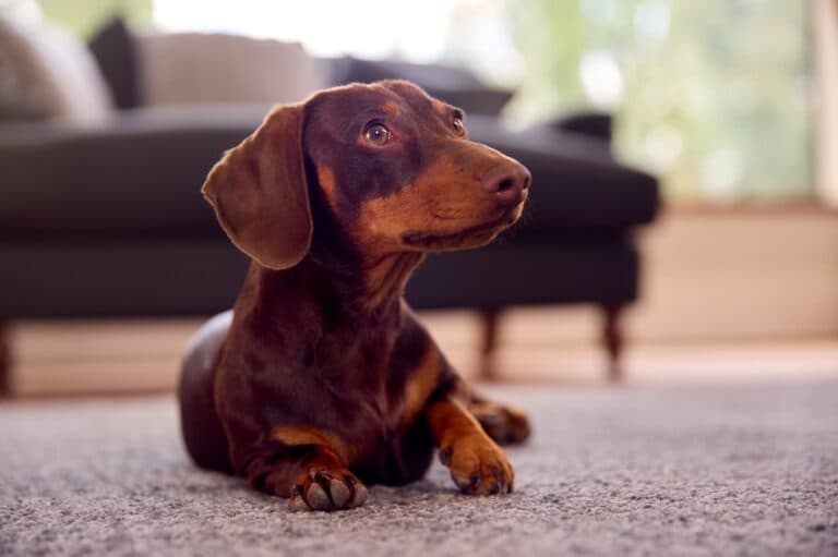 How Do I Know If My Dachshund Is In Heat?