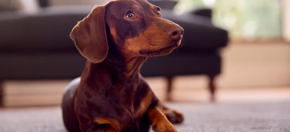 How Do I Know If My Dachshund Is In Heat?