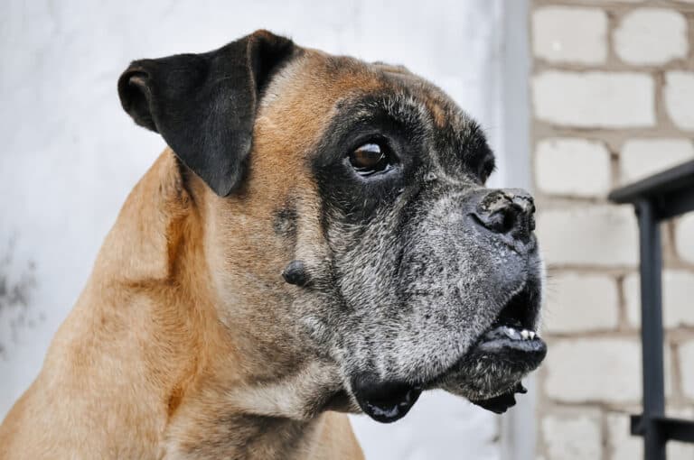 How Do I Stop My Boxer From Peeing In The House?
