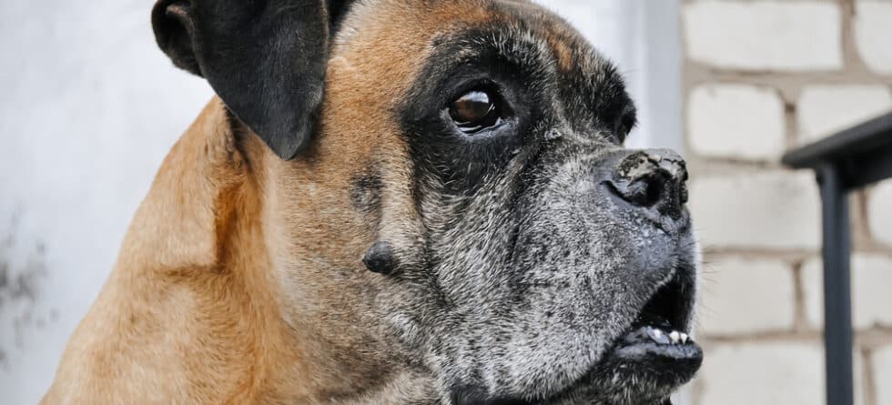 How Do I Stop My Boxer From Peeing In The House?