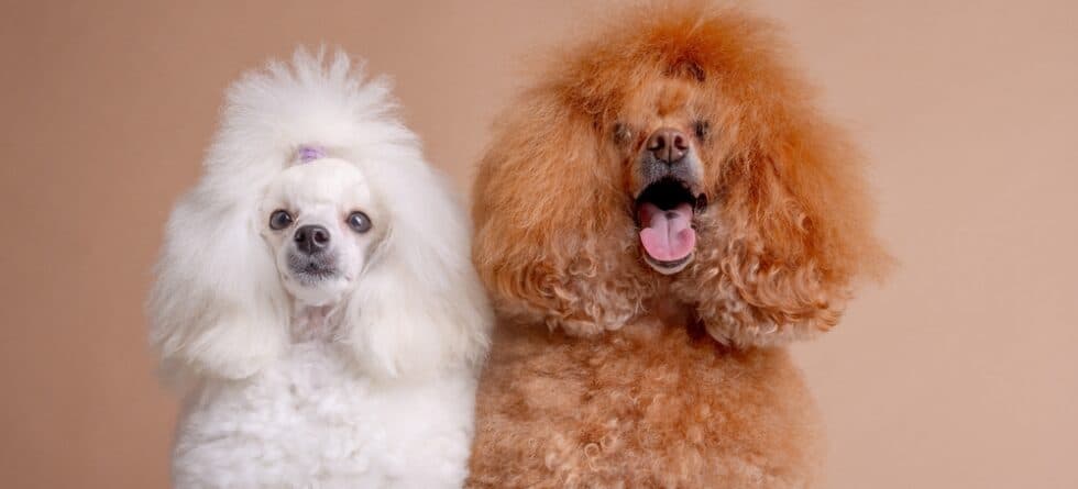How Do Poodles Give Birth?