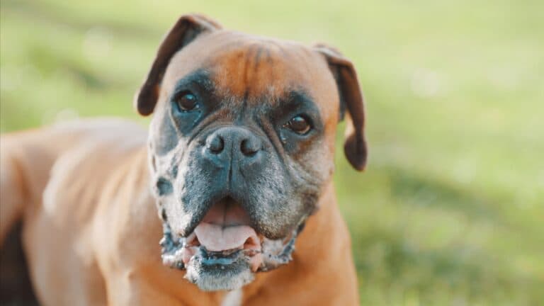 How Do You Calm Down A Boxer Dog?