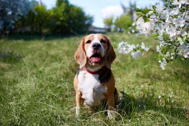 How Do You Get A Beagle To Trust You?