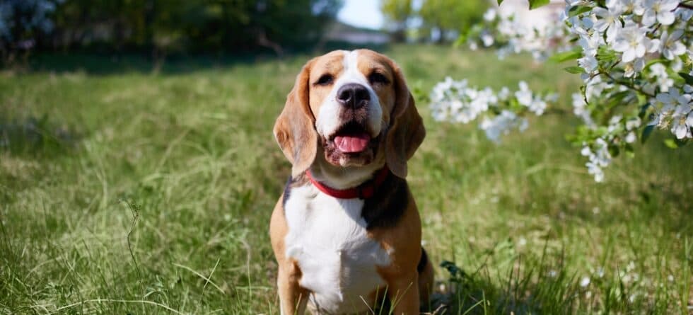 How Do You Get A Beagle To Trust You?