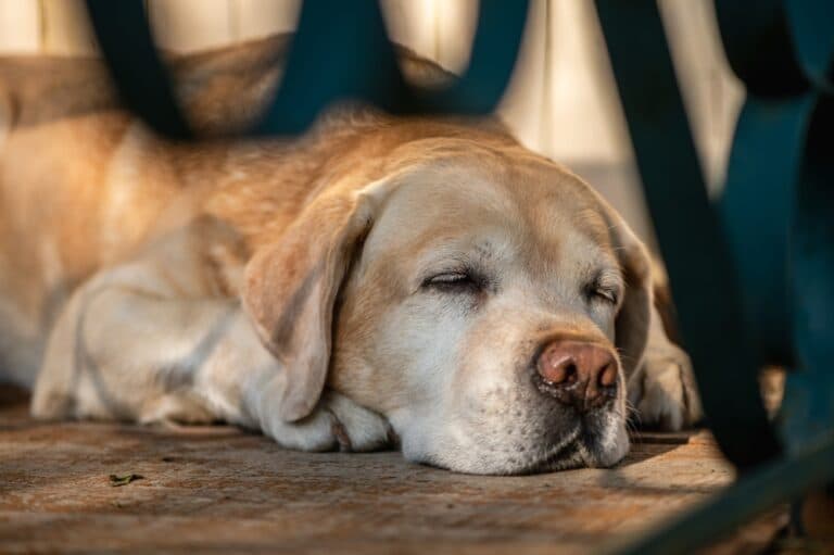 How Long Can A Golden Retriever Go Without Eating?