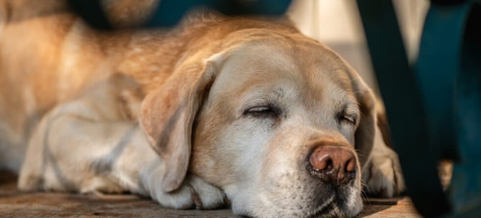 How Long Can A Golden Retriever Go Without Eating?