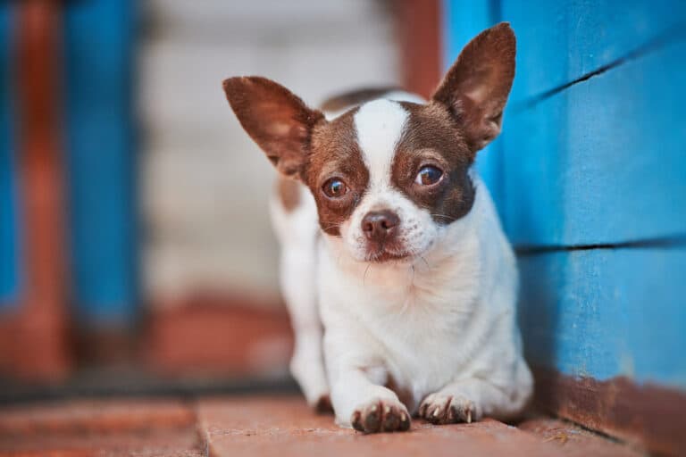 How Long Do Chihuahua Dog Live?