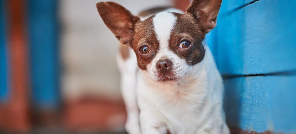 How Long Do Chihuahua Dog Live?