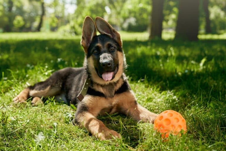 How Long Should A German Shepherd Rest After Eating?