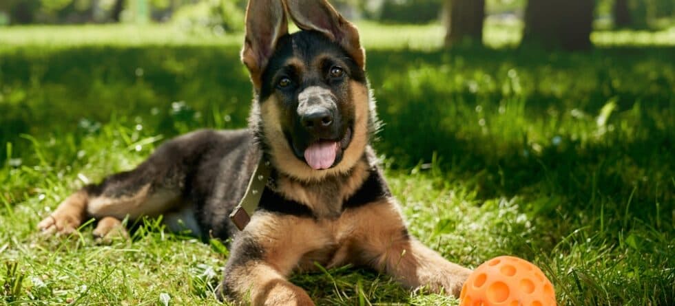 How Long Should A German Shepherd Rest After Eating?