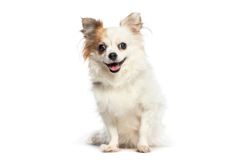 How Much Is A Real Chihuahua?