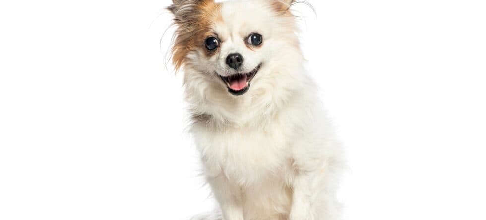 How Much Is A Real Chihuahua?