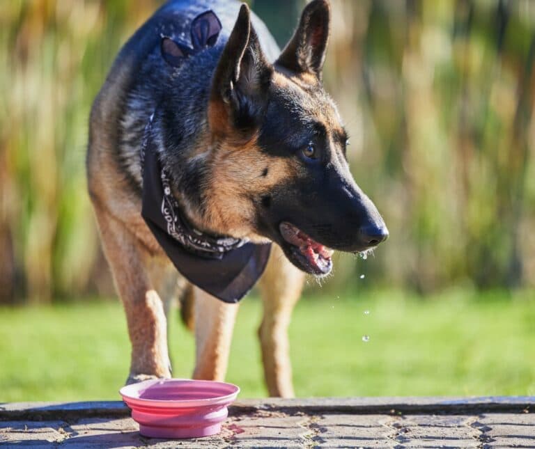 How Much Water Should A German Shepherd Drink?