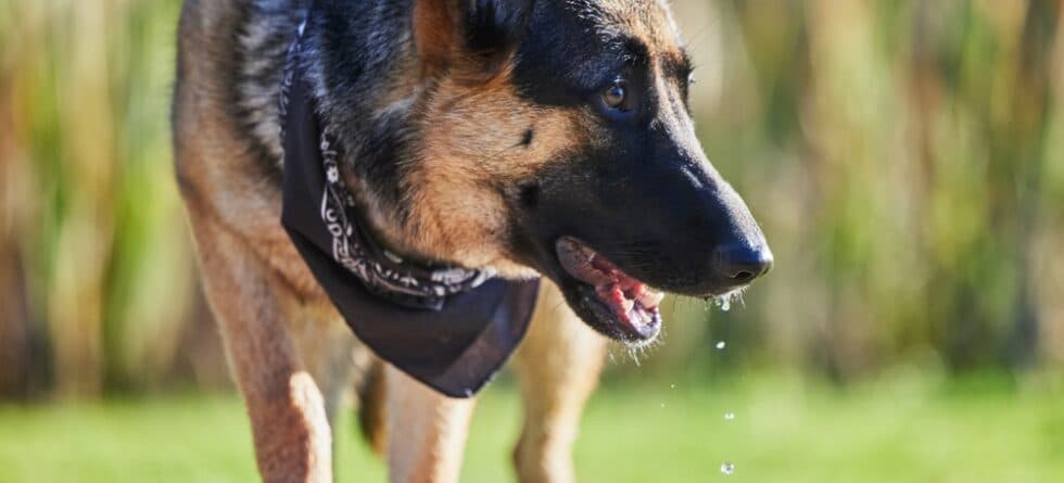 How Much Water Should A German Shepherd Drink?