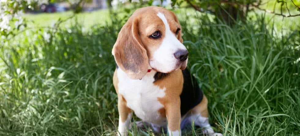 How Often Do Beagle Puppies Pee?