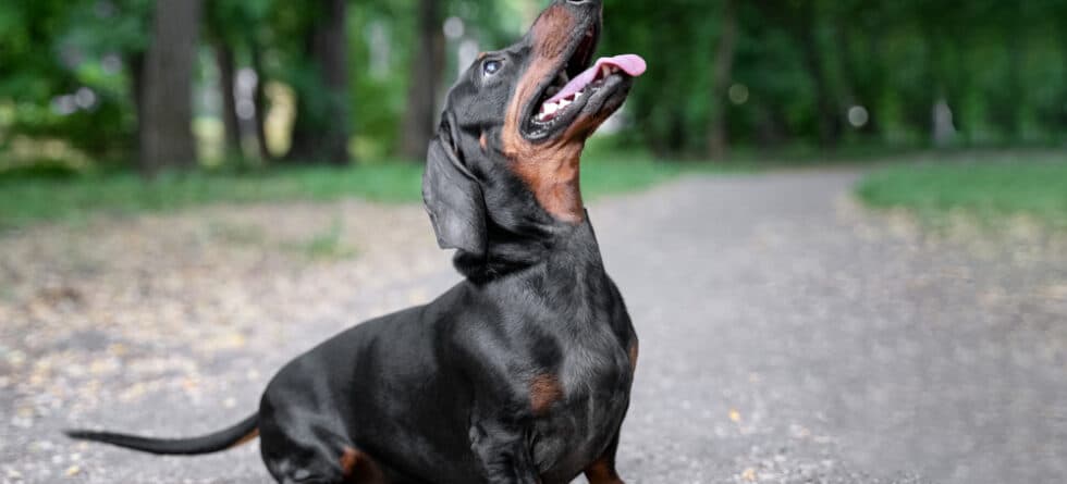 How Often Do Dachshunds Need A Bath?