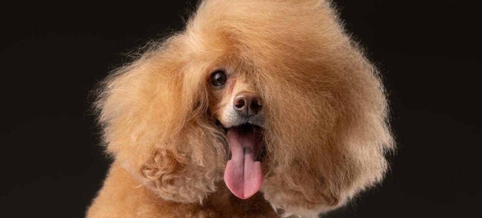 How Often Do Poodles Need Brushing?