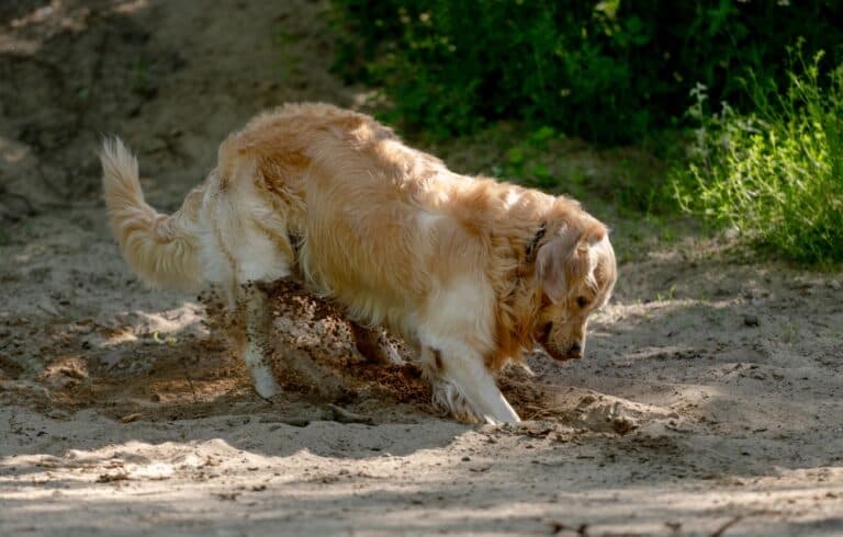 How Often Does A Golden Retriever Need To Pee?