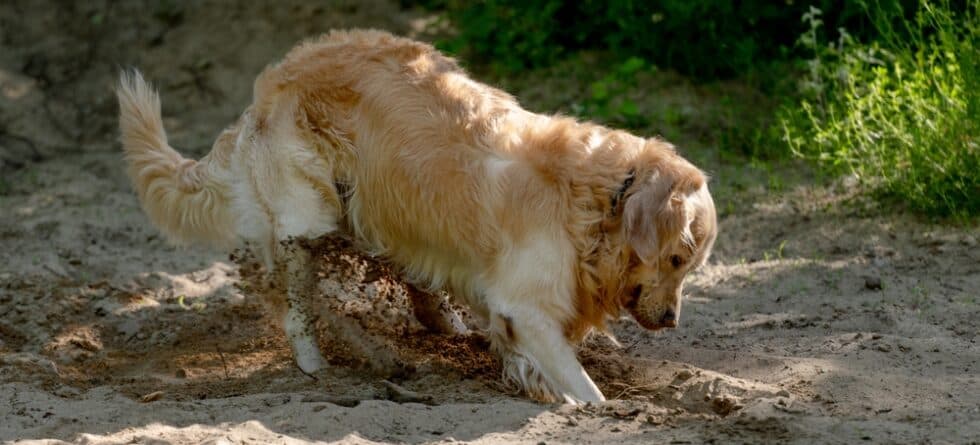 How Often Does A Golden Retriever Need To Pee?
