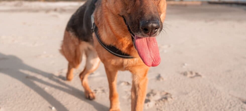 How Often Should I Feed A German Shepherd?