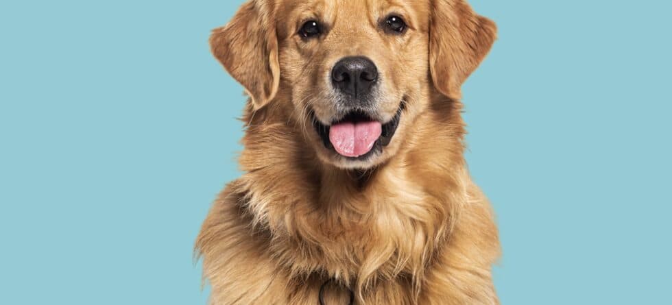 How Often Should You Cut A Golden Retrievers Hair?
