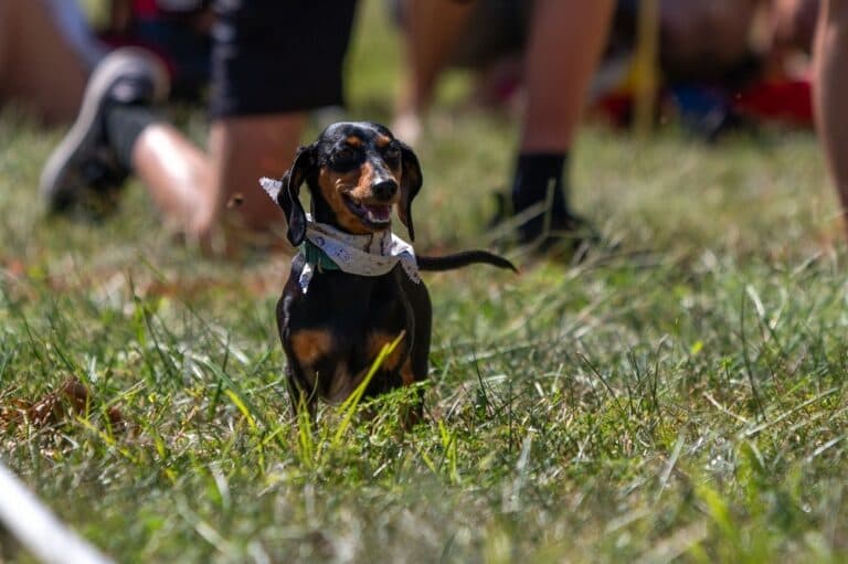 How Quickly Do Dachshunds Grow?