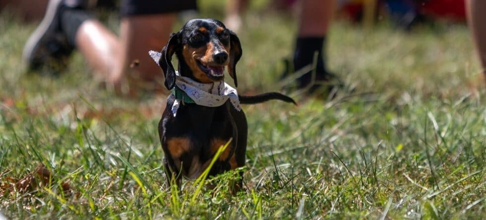 How Quickly Do Dachshunds Grow?