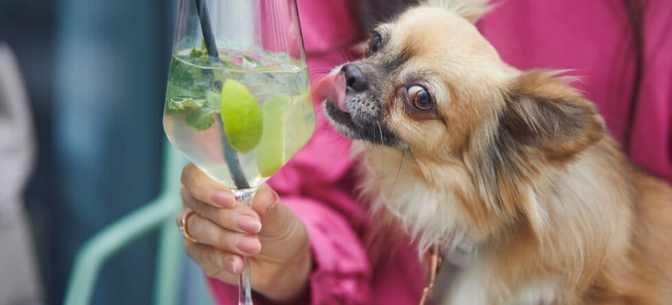 How Smart Is A Chihuahua?