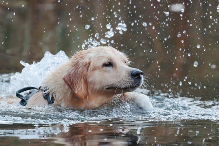 How To Bathe A Golden Retriever?