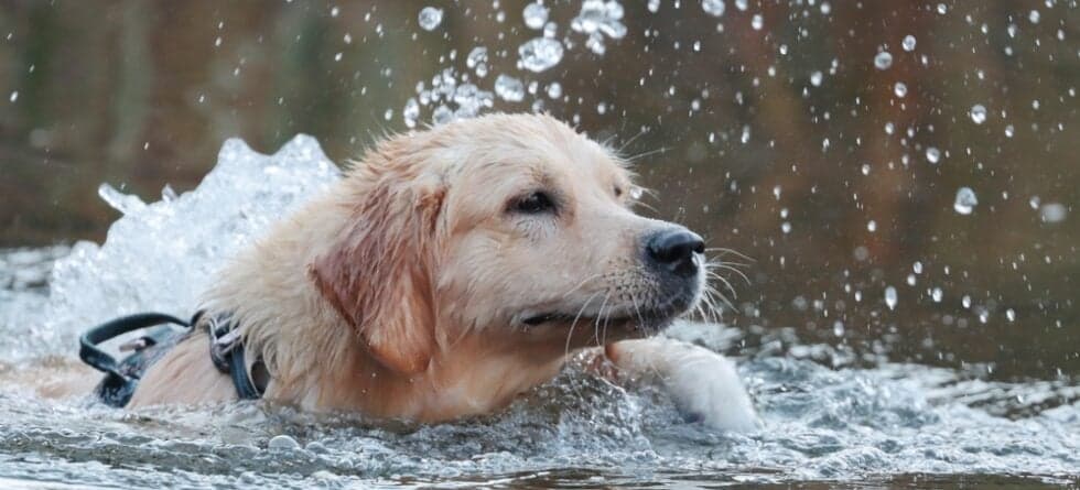 How To Bathe A Golden Retriever?