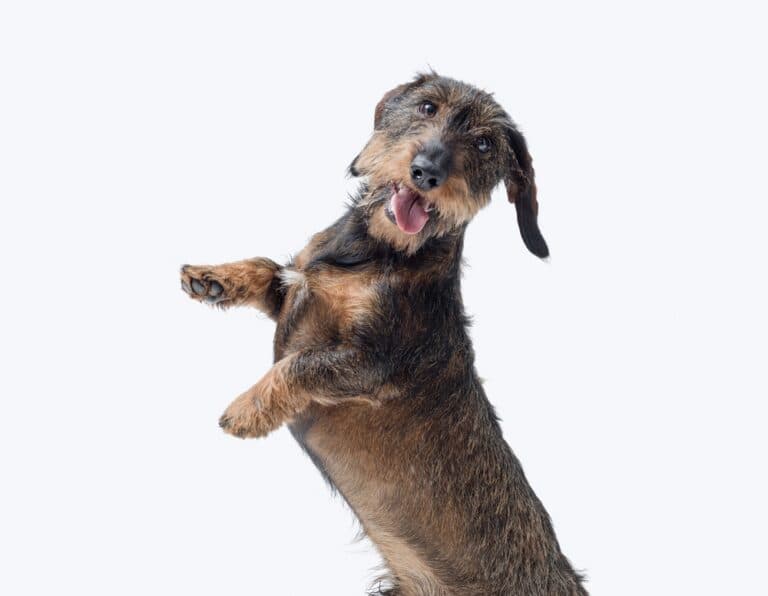 How To Keep A Dachshund’s Back Healthy?