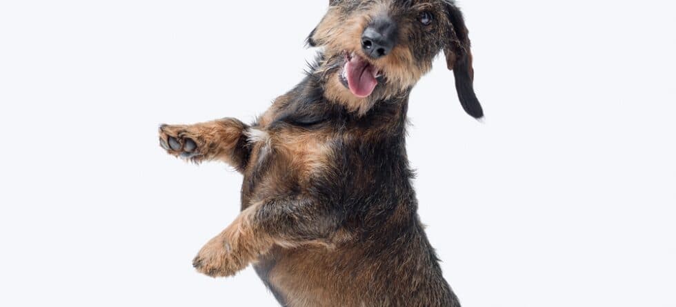 How To Keep A Dachshund’s Back Healthy?