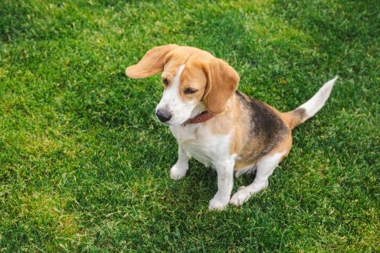 How To Pick A Good Beagle?