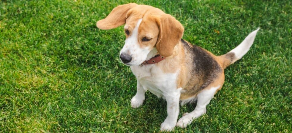 How To Pick A Good Beagle?