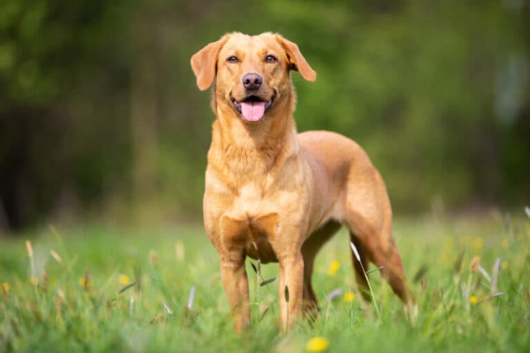 How To Stop A Lab From Barking?